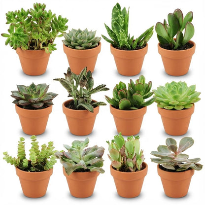 Mix de succulentes en pots terre cuite — H5-10 cm | Pot Ø8,1 cm