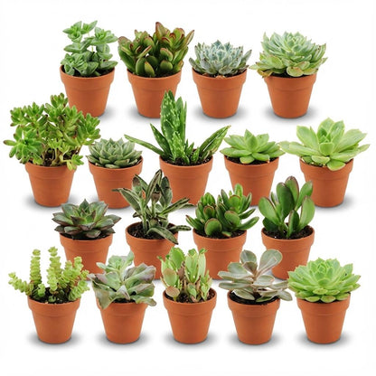 Mix de succulentes en pots terre cuite — H5-10 cm | Pot Ø8,1 cm