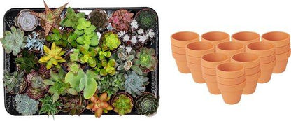 Mix de succulentes en pots terre cuite — H5-10 cm | Pot Ø8,1 cm