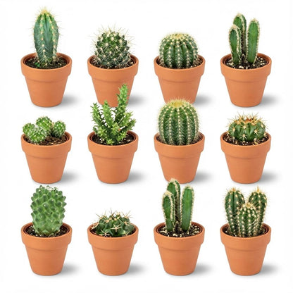 Mini cactus en pots terre cuite — H5-10 cm | Pot Ø8,1 cm