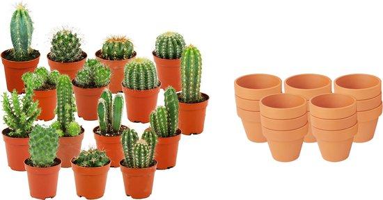 Mini cactus en pots terre cuite — H5-10 cm | Pot Ø8,1 cm