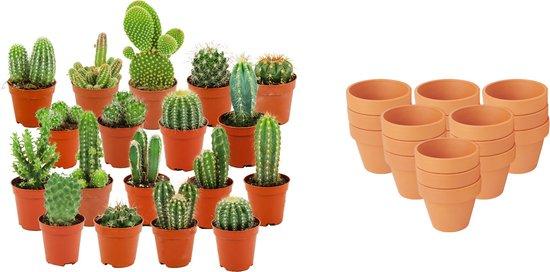 Mini cactus en pots terre cuite — H5-10 cm | Pot Ø8,1 cm