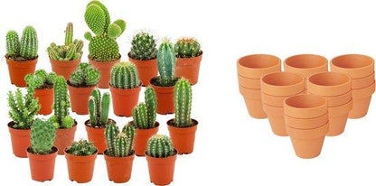 Mini cactus en pots terre cuite — H5-10 cm | Pot Ø8,1 cm