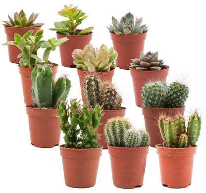 Mix cactus et succulentes — H5-10 cm | Pot Ø5,5 cm