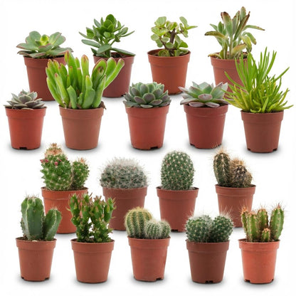 Mix cactus et succulentes — H5-10 cm | Pot Ø5,5 cm