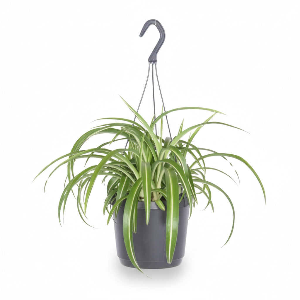 Chlorophytum comosum &