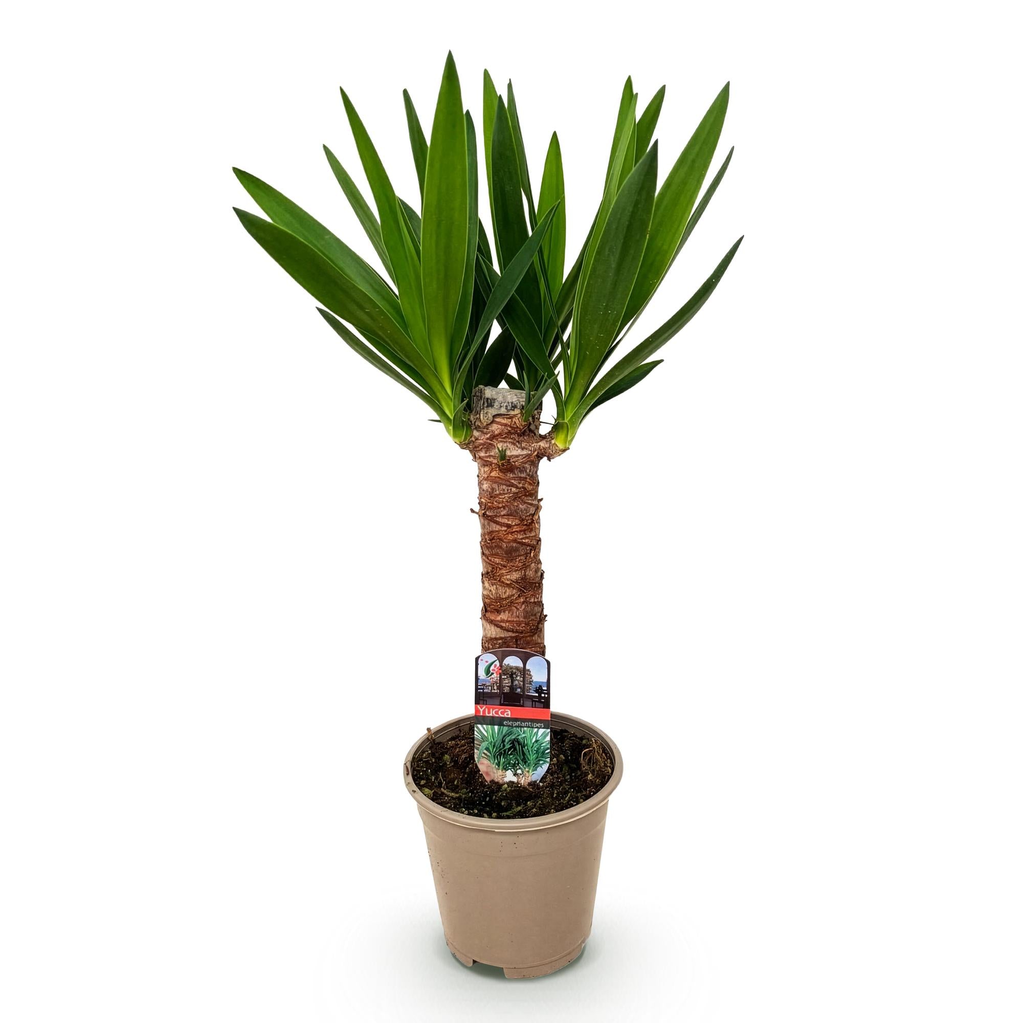 Yucca elephantipes (indendørs Yucca)