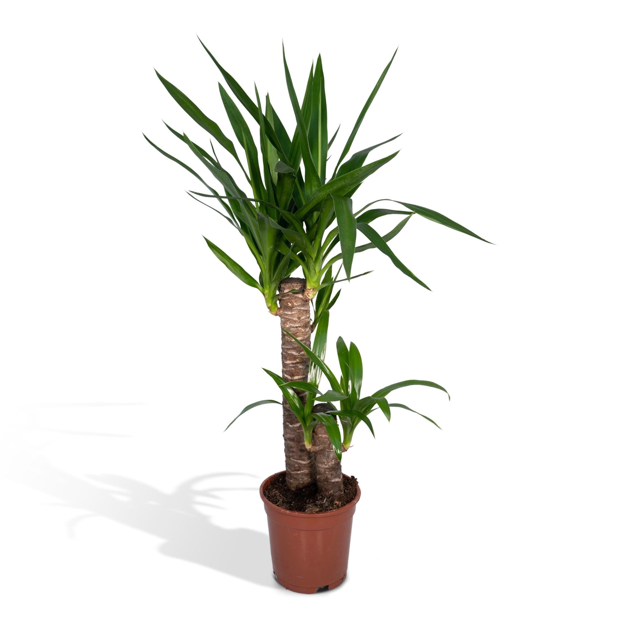Yucca elephantipes (indendørs Yucca)