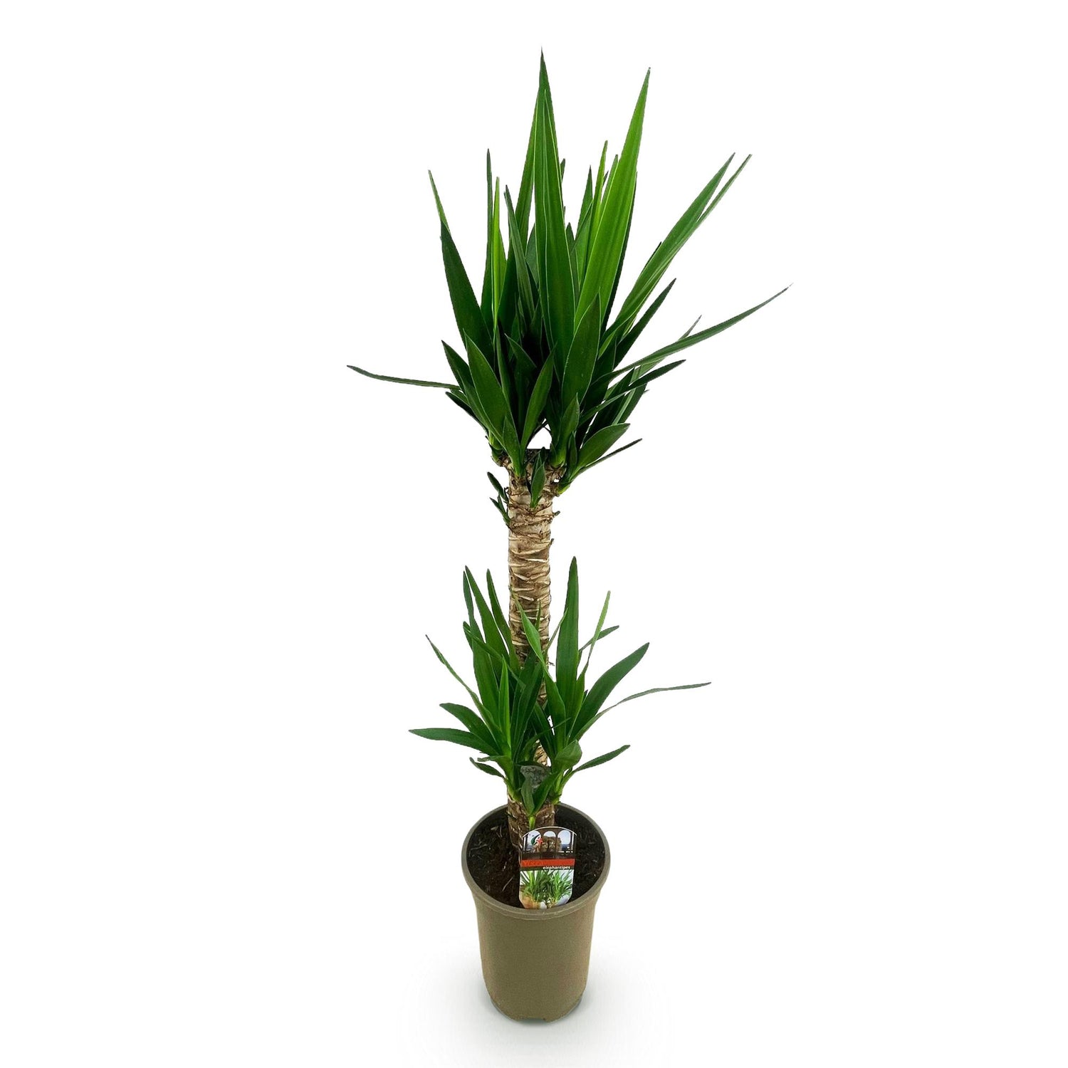 Yucca elephantipes (indendørs Yucca)