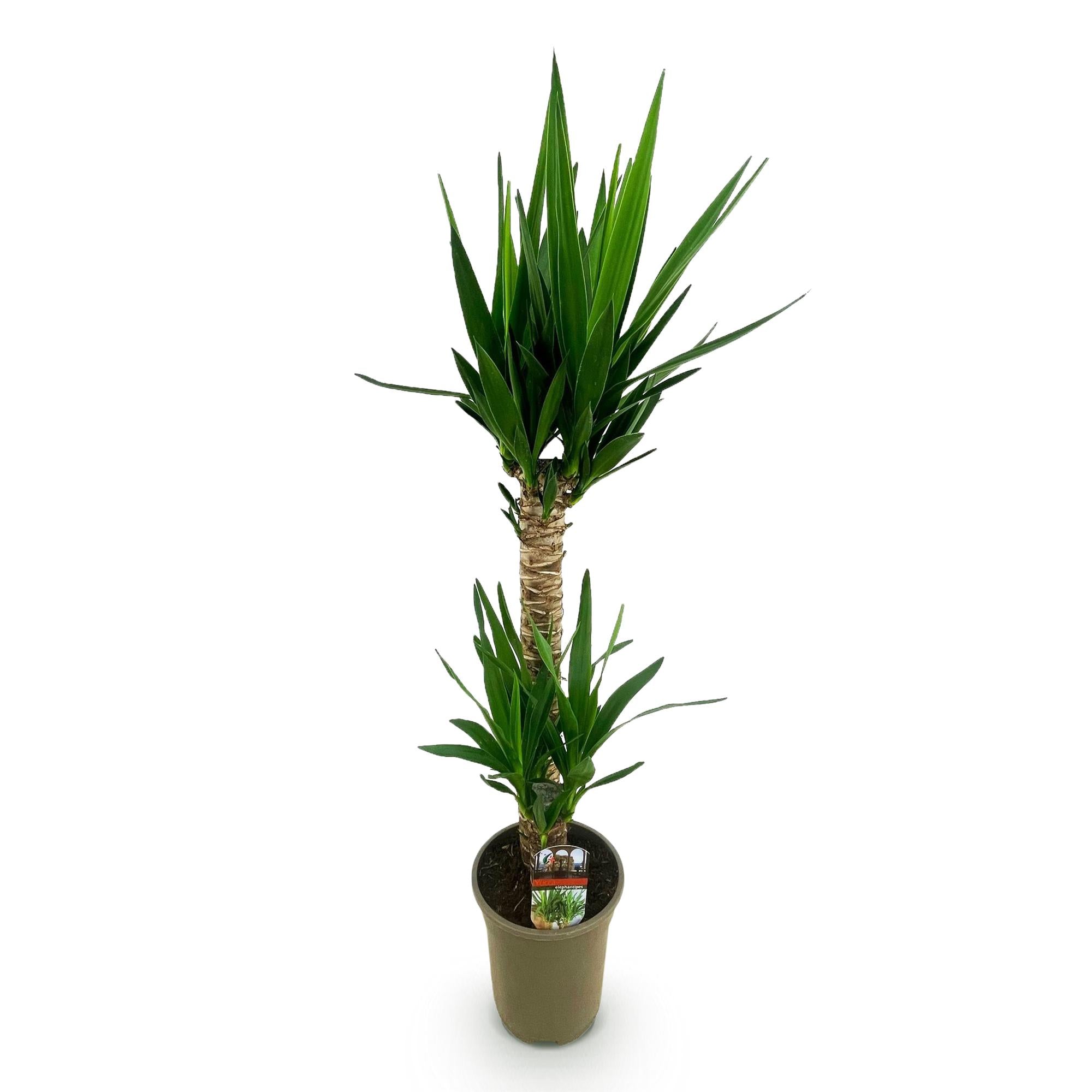 Yucca elephantipes (indendørs Yucca)