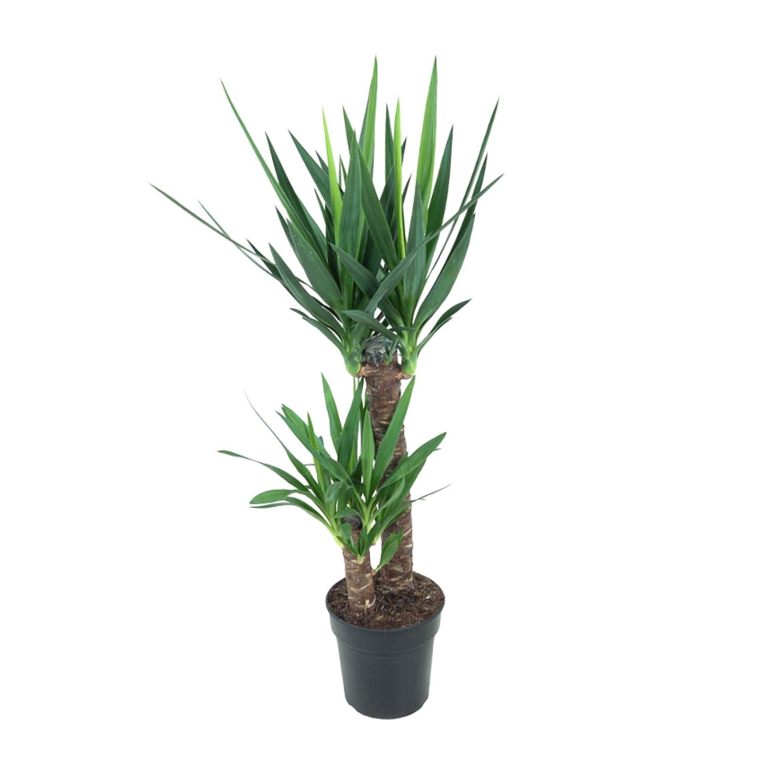Yucca elephantipes (indendørs Yucca)