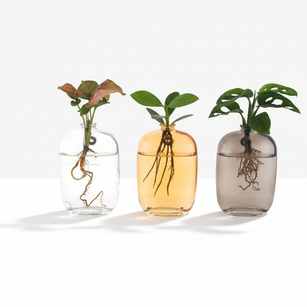 Trio de plantes hidropòniques — Pots Santiago de colors - A10 cm | Ø7 cm