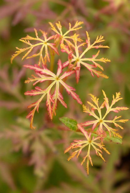 Acer palmatum &