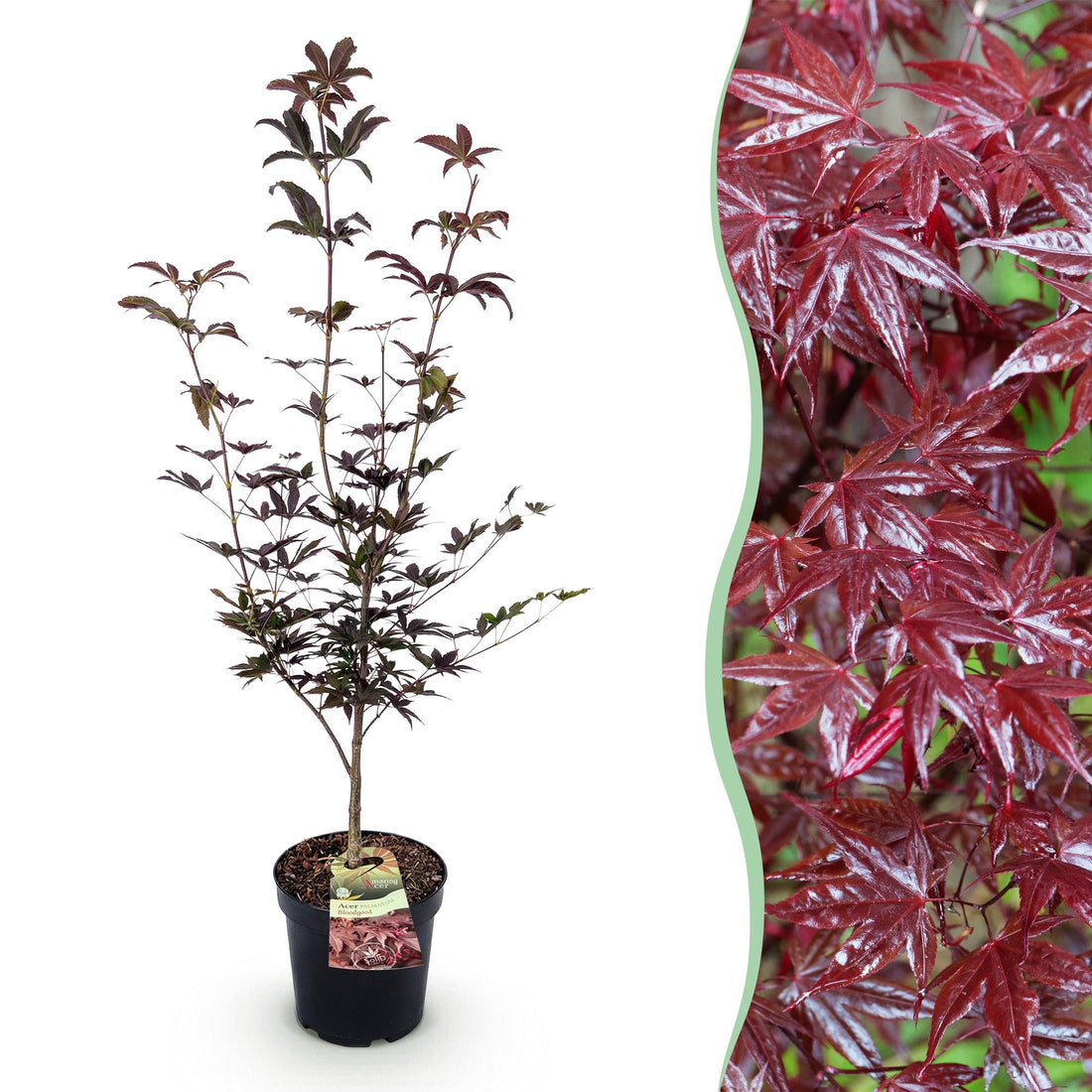 Garden Plant - Acer palmatum Bloodgood - Japanese Maple - Deciduous - Red - 1 - Pot 26cm - Height 90cm