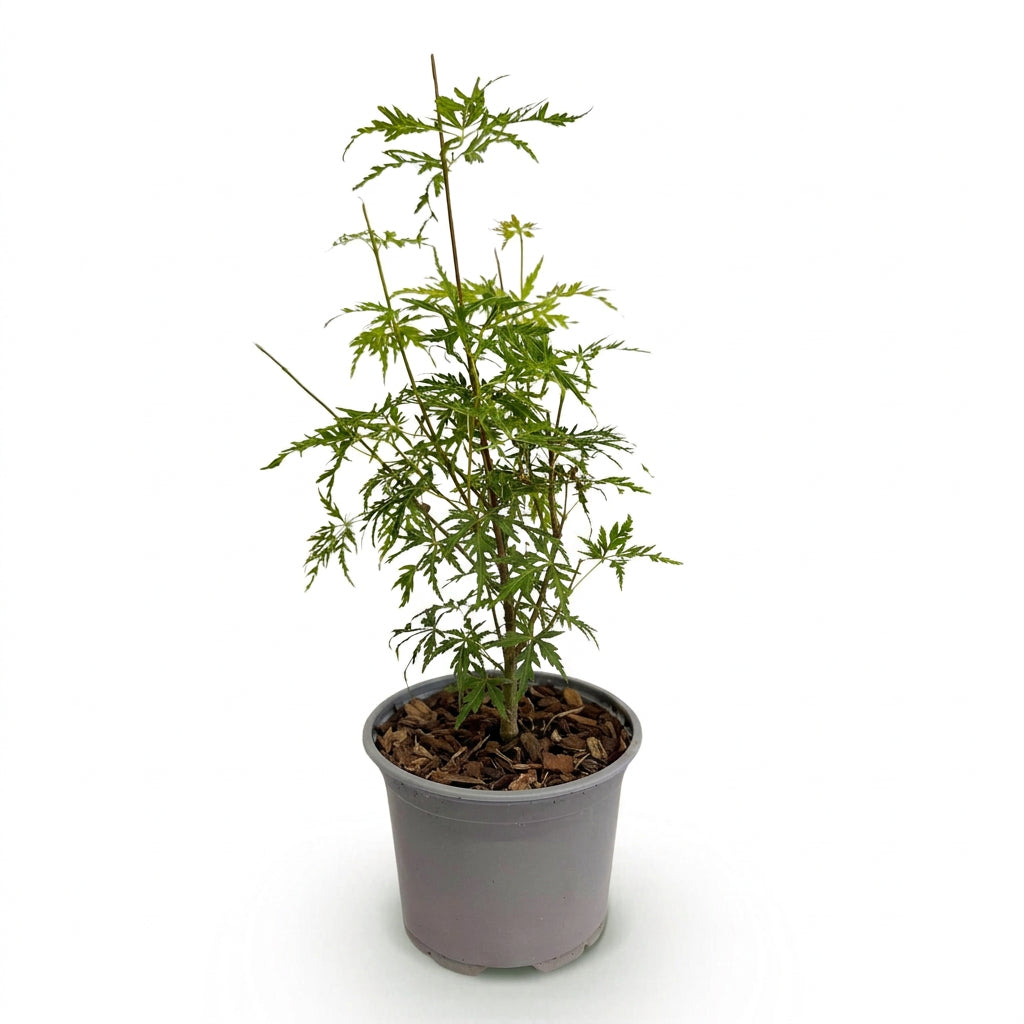 Acer palmatum &