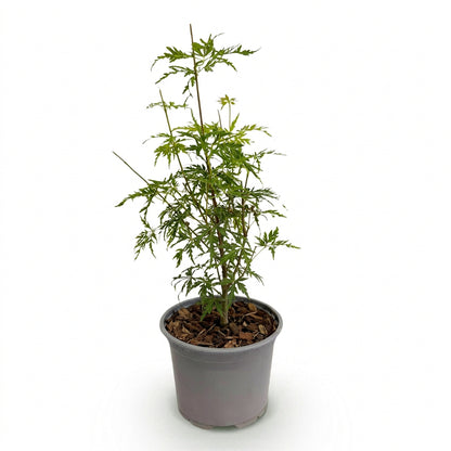 Acer palmatum &
