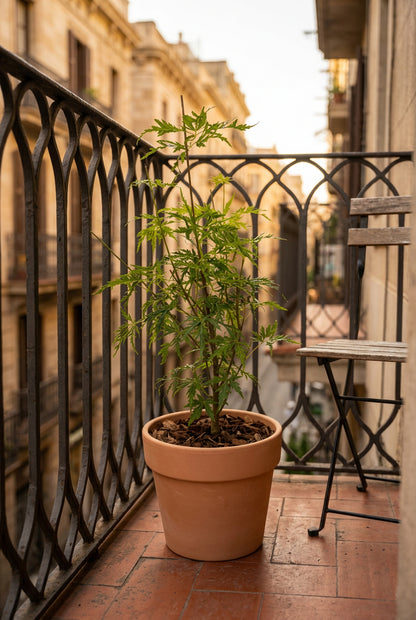 Acer palmatum &