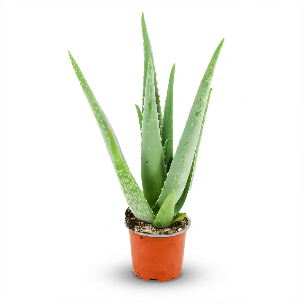 Aloe vera — H40 cm | Pot Ø10,5 cm