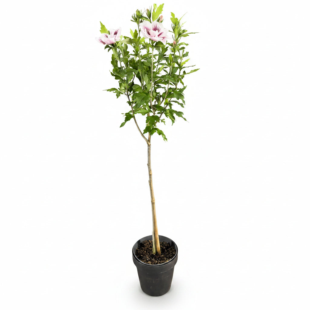 Hibiscus syriacus Starburst Chiffon® na pniu (ketmia syryjska) — H90 cm | Doniczka Ø19 cm