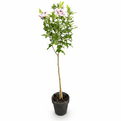 Hibiscus syriacus Starburst Chiffon® na pniu (ketmia syryjska) — H90 cm | Doniczka Ø19 cm