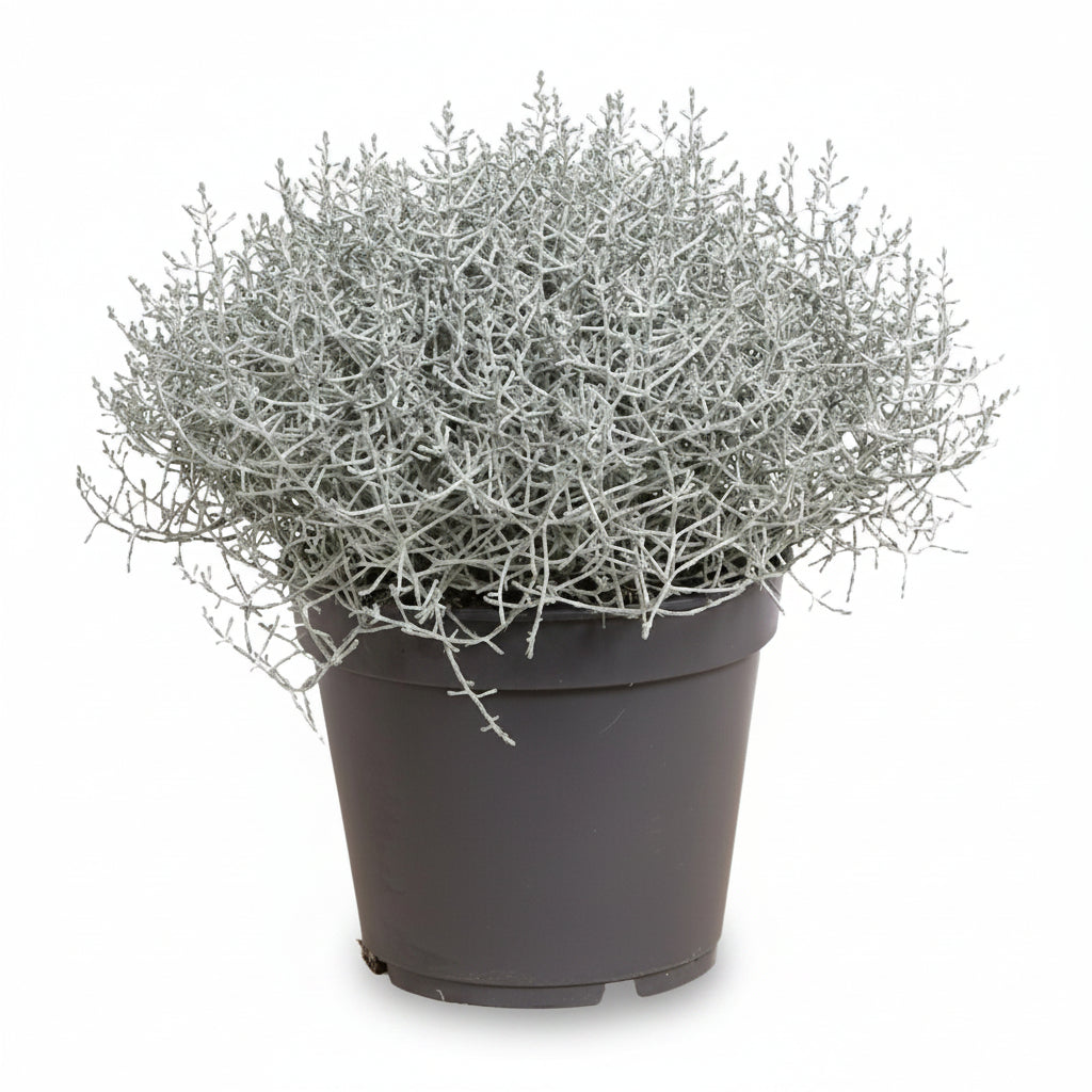 Leucophyta brownii (Arbust de plata) H30 cm | Test Ø17 cm