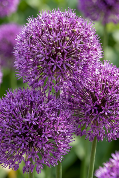 Allium &