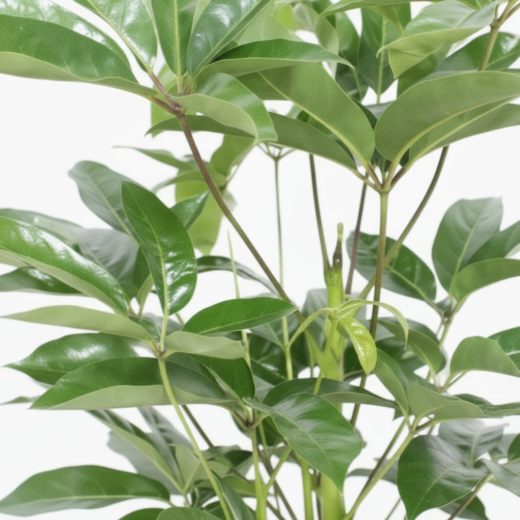 Schefflera actinophylla ‘Amate’ — Ø24 cm — H100 cm