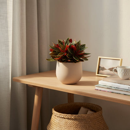 Peperomia caperata ‘Rosso’ — Ø11 cm — H15 cm