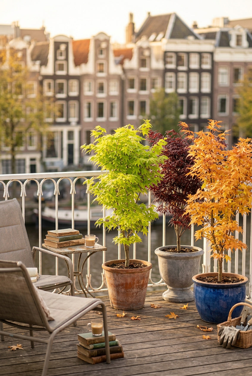 Acer palmatum, zestaw 3 sztuk (pomarańczowe, zielone i czerwone klony japońskie) — H35 cm | Doniczka Ø12 cm