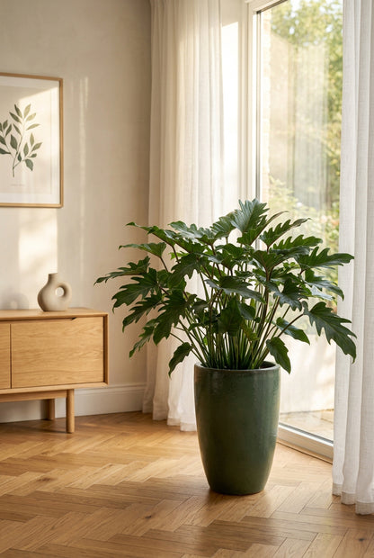 Philodendron &