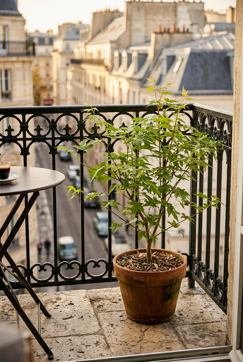 Acer palmatum &