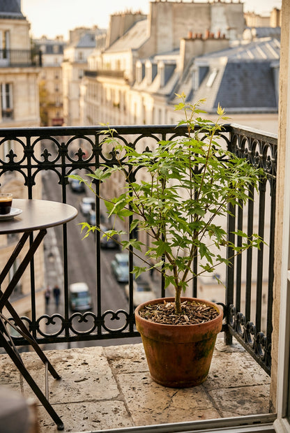 Acer palmatum &