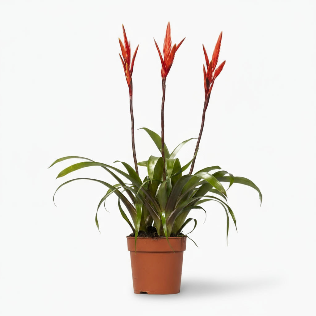 Vriesea ‘Elan’ - Ø12cm - H55cm