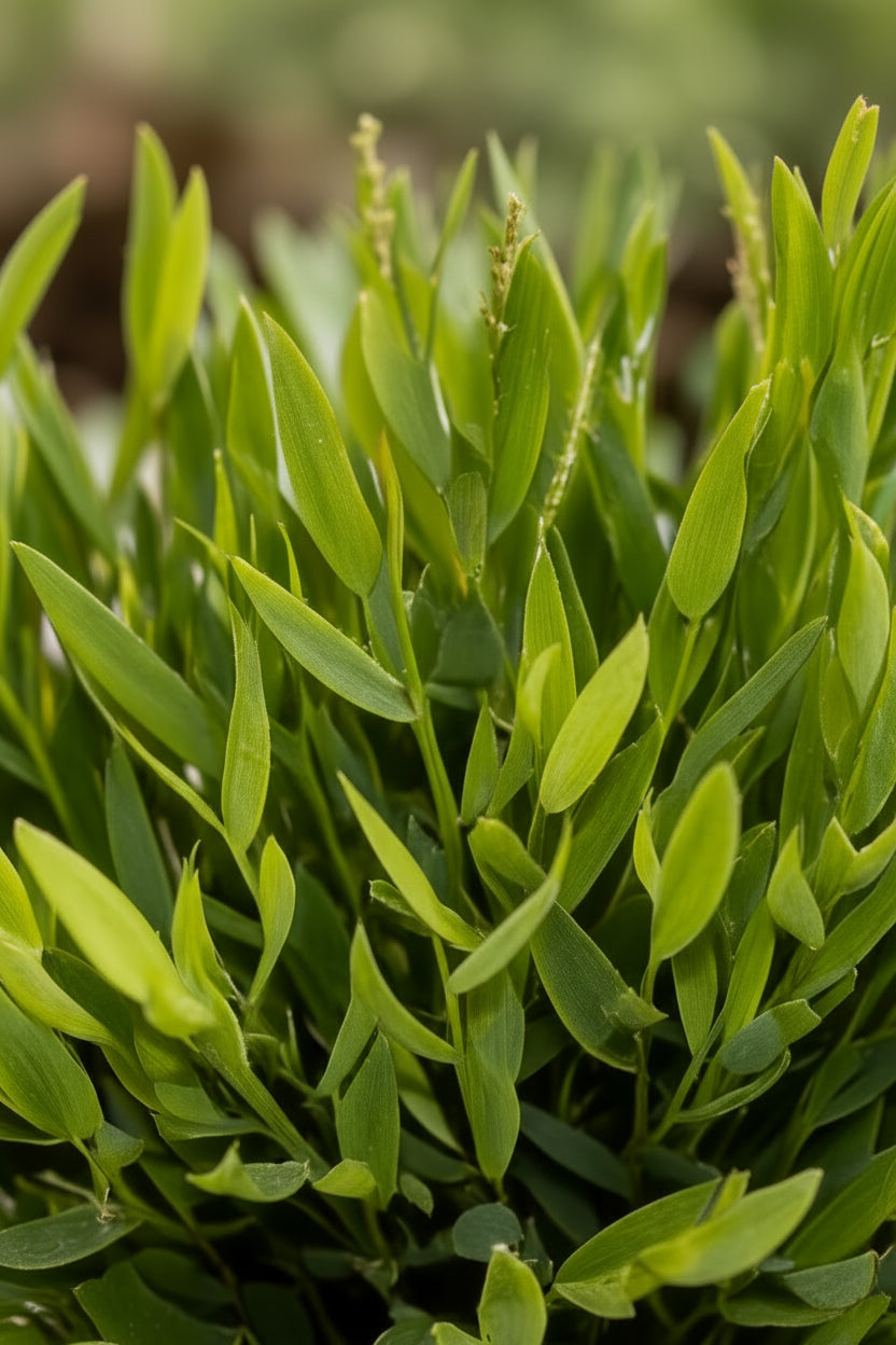 Pogonatherum paniceum &