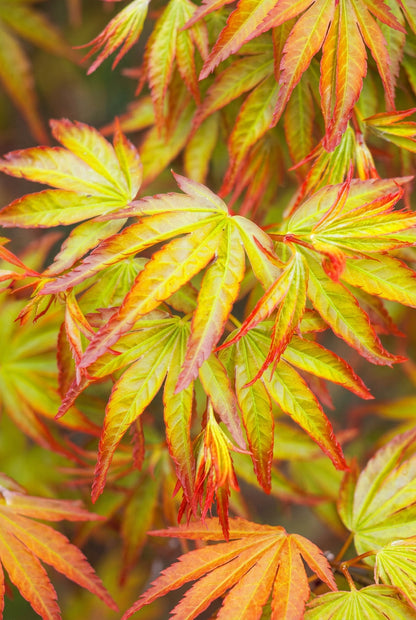 Acer palmatum &