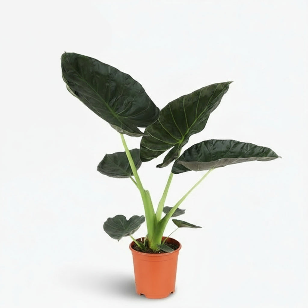 Alocasia ‘Regal Shield’ — Ø21 cm — H90 cm