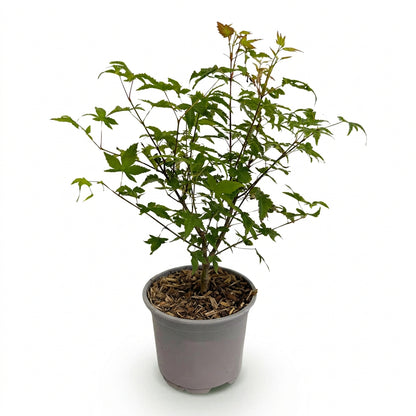 Acer palmatum &