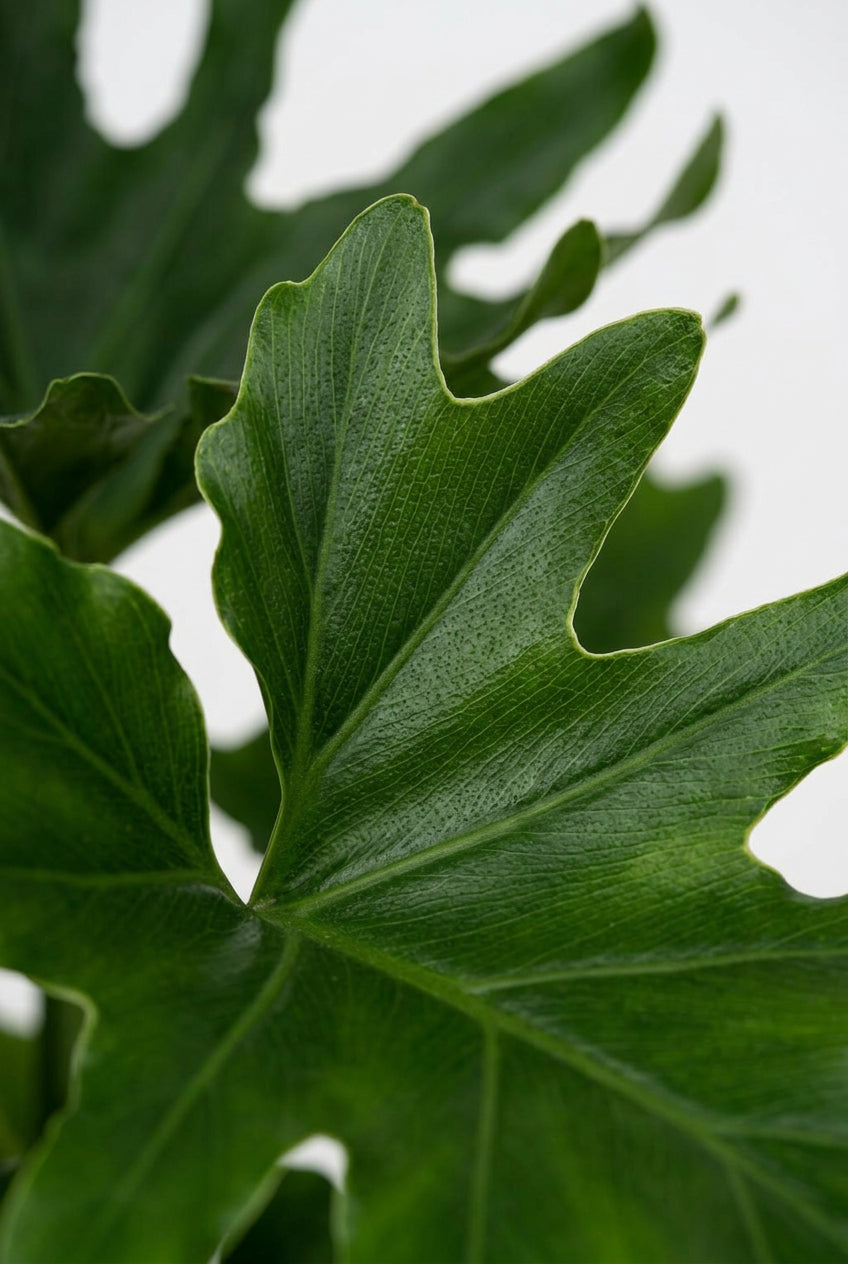 Philodendron &
