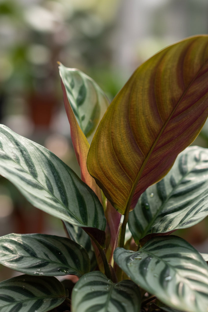 Ctenanthe burle-marxii (Fischgrätenpflanze) — H35-40 cm | Topf Ø14 cm