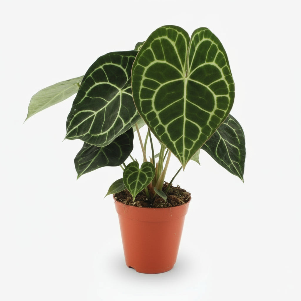 Anthurium Clarinervium — Ø15 cm — H25 cm