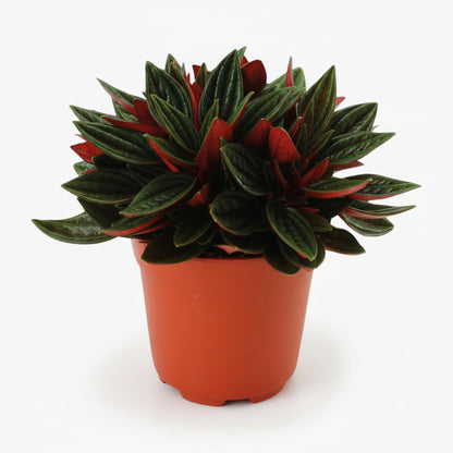 Peperomia caperata ‘Rosso’ — Ø11 cm — H15 cm