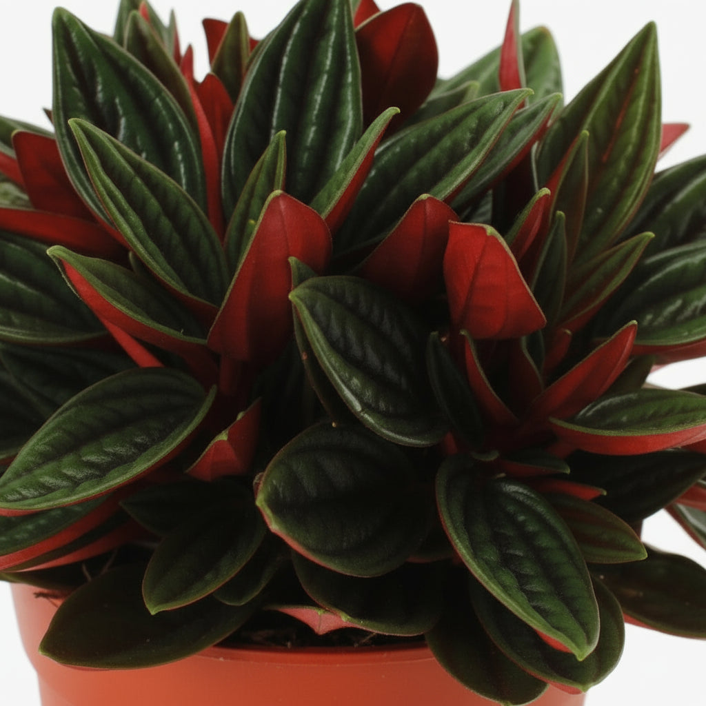 Peperomia caperata ‘Rosso’ — Ø11 cm — H15 cm