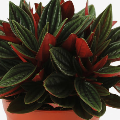 Peperomia caperata ‘Rosso’ — Ø11 cm — H15 cm