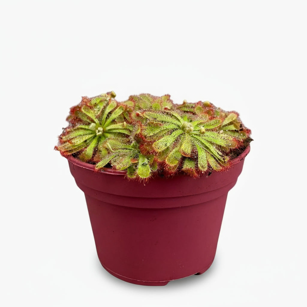 Drosera Aliciae - Ø12cm - ↕12cm