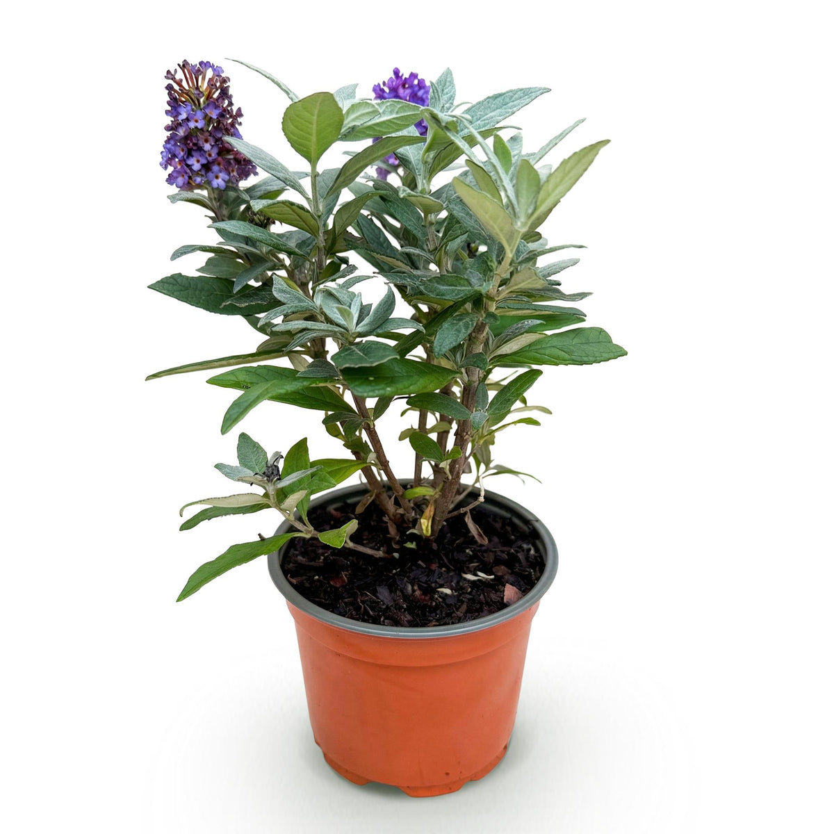 Buddleja &