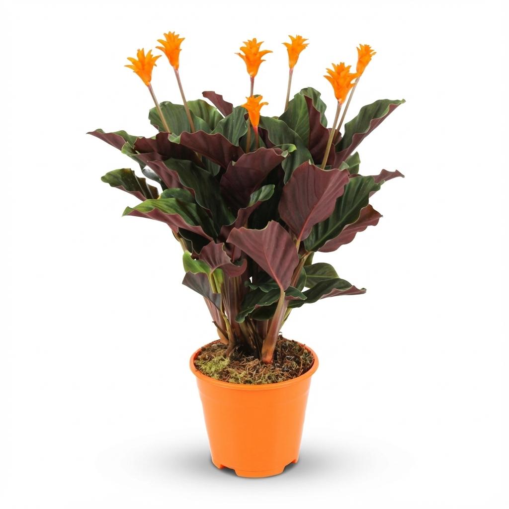 Calathea crocata (Flama eterna) — H40-45 cm | Test Ø14 cm