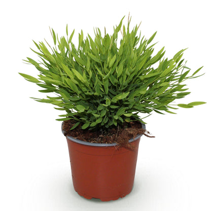 Pogonatherum paniceum &