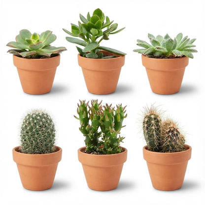 Mix cactus et succulentes en pots terre cuite — H5-10 cm | Pot Ø8,1 cm