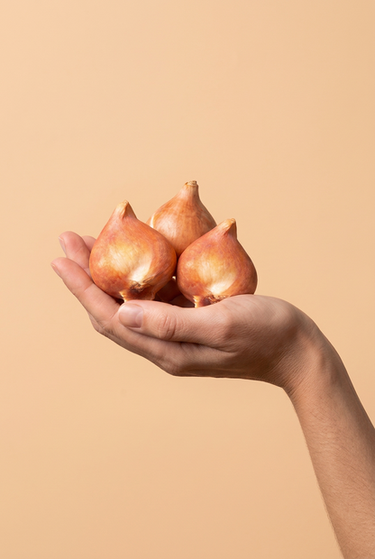 Sort triumftulipan (sort tulipan) — Løg størrelse 11/12