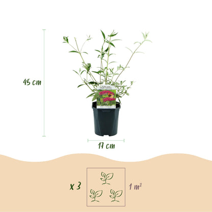 Buddleja davidii &